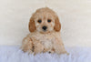 F1B Cockapoo For Sale Fresno OH-Tanner