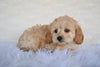 F1B Cockapoo For Sale Fresno OH-Tanner