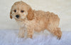 F1B Cockapoo For Sale Fresno OH-Tanner