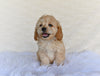 F1B Cockapoo For Sale Fresno OH-Tanner