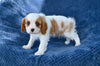 ACA King Charles Cavalier For Sale Sugarcreek OH Male-Teddy