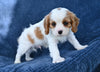 ACA King Charles Cavalier For Sale Sugarcreek OH Male-Teddy