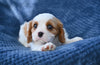ACA King Charles Cavalier For Sale Sugarcreek OH Male-Teddy