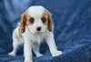 ACA King Charles Cavalier For Sale Sugarcreek OH Male-Teddy