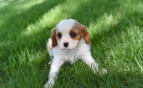 ACA King Charles Cavalier For Sale Sugarcreek OH Male-Teddy