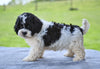 F1 Shih-Poo For Sale Baltic OH Teddy