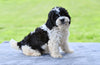 F1 Shih-Poo For Sale Baltic OH Teddy