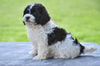 F1 Shih-Poo For Sale Baltic OH Teddy