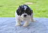 F1 Shih-Poo For Sale Baltic OH Terry
