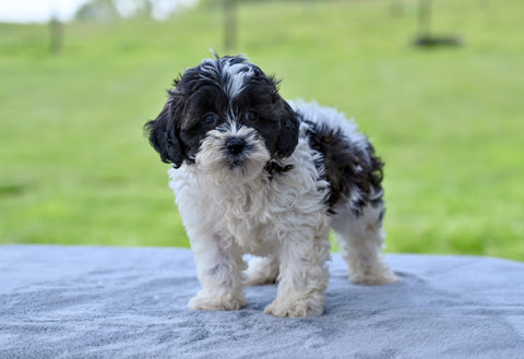 F1 Shih-Poo For Sale Baltic OH Terry