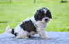 F1 Shih-Poo For Sale Baltic OH Terry