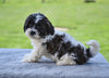F1 Shih-Poo For Sale Baltic OH Terry