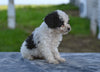 Toy Poodle For Sale Millersburg OH Tessa