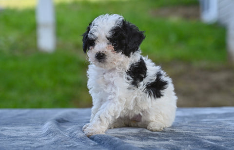 Toy Poodle For Sale Millersburg OH Tessa