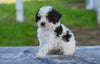 Toy Poodle For Sale Millersburg OH Tessa