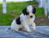 Toy Poodle For Sale Millersburg OH Tessa