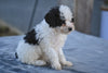 Toy Poodle For Sale Millersburg OH Tessa