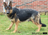 AKC Registered German Shepherd For Sale Millersburg OH Female-Melissa