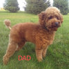 Cockapoo For Sale Sugarcreek OH Female-Lindsay