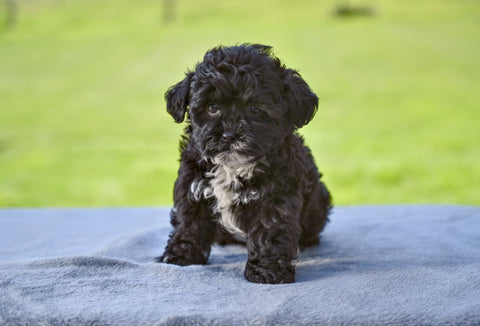 F1 Shih-Poo For Sale Baltic Ohio Tisha