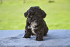 F1 Shih-Poo For Sale Baltic Ohio Tisha