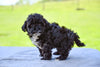 F1 Shih-Poo For Sale Baltic Ohio Tisha
