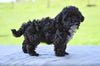 F1 Shih-Poo For Sale Baltic Ohio Tisha