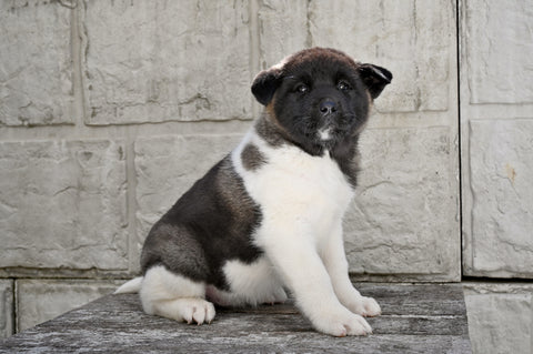 AKC Akita For Sale Millersburg OH Female Mia