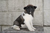 AKC Akita For Sale Millersburg OH Female Mia