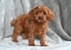 Cavapoo For Sale Millersburg OH Male Tommy