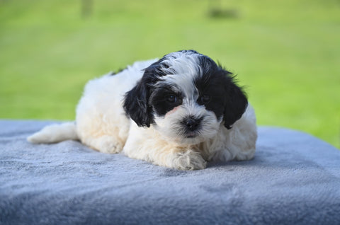 F1 Shih-Poo For Sale Baltic OH Tonya