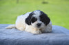 F1 Shih-Poo For Sale Baltic OH Tonya
