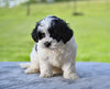 F1 Shih-Poo For Sale Baltic OH Tonya
