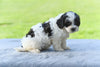 F1 Shih-Poo For Sale Baltic OH Tonya