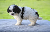 F1 Shih-Poo For Sale Baltic OH Tonya