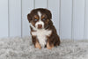Mini Australian Shepherd For Sale Holmesville OH Tori
