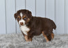Mini Australian Shepherd For Sale Holmesville OH Tori