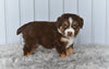 Mini Australian Shepherd For Sale Holmesville OH Tori