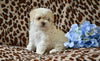 Shih-Poo For Sale Baltic OH Tristan-Male