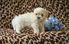 Shih-Poo For Sale Baltic OH Tristan-Male