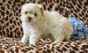 Shih-Poo For Sale Baltic OH Tristan-Male