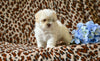 Shih-Poo For Sale Baltic OH Tristan-Male