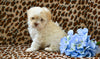 Shih-Poo For Sale Baltic OH Tristan-Male