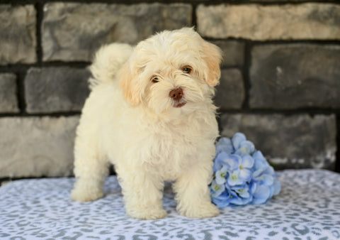 Shih-Poo For Sale Baltic OH Tristan-Male