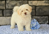 Shih-Poo For Sale Baltic OH Tristan-Male