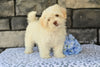 Shih-Poo For Sale Baltic OH Tristan-Male