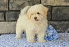 Shih-Poo For Sale Baltic OH Tristan-Male