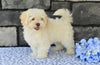 Shih-Poo For Sale Baltic OH Tristan-Male