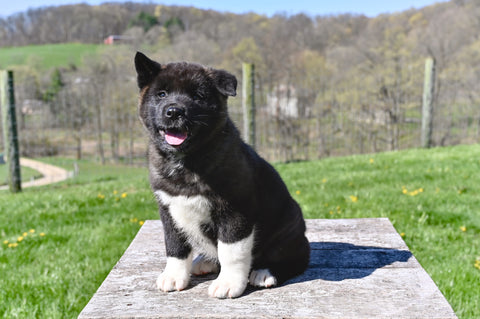 AKC Akita For Sale Millersburg OH Male-Tucker