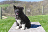 AKC Akita For Sale Millersburg OH Male-Tucker